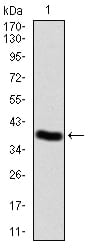 Figure 2:Western blot analysis using WTAP mAb against human WTAP (AA: 91-201) recombinant protein. (Expected MW is 38.7 kDa)