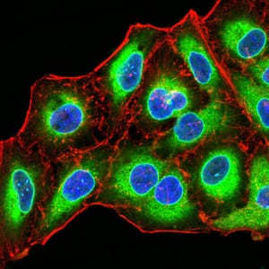 Figure 4:Immunofluorescence analysis of Hela cells using EMD mouse mAb (green). Blue: DRAQ5 fluorescent DNA dye. Red: Actin filaments have been labeled with Alexa Fluor- 555 phalloidin. Secondary antibody from Fisher (Cat#: 35503)
