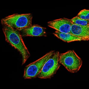 Figure 5:Immunofluorescence analysis of Hela cells using EMD mouse mAb (green). Blue: DRAQ5 fluorescent DNA dye. Red: Actin filaments have been labeled with Alexa Fluor- 555 phalloidin. Secondary antibody from Fisher (Cat#: 35503)