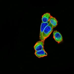 Figure 4:Immunofluorescence analysis of A549 cells using EMD mouse mAb (green). Blue: DRAQ5 fluorescent DNA dye. Red: Actin filaments have been labeled with Alexa Fluor- 555 phalloidin. Secondary antibody from Fisher (Cat#: 35503)