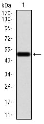 Figure 2:Western blot analysis using EMD mAb against human EMD (AA: 1-222) recombinant protein. (Expected MW is 51.1 kDa)