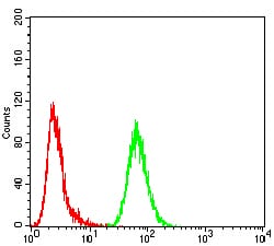 Figure 8:Flow cytometric analysis of MCF-7 cells using TFAP2A mouse mAb (green) and negative control (red).