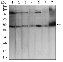 Figure 4:Western blot analysis using TFAP2A mouse mAb against Hela (1), MCF-7 (2), Cos7 (3), A431 (4), HCT116 (5), NIH/3T3 (6), and PC12 (7) cell lysate.