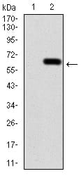 Figure 3:Western blot analysis using CALB2 mAb against HEK293 (1) and CALB2 (AA: 1-271)-hIgGFc transfected HEK293 (2) cell lysate.