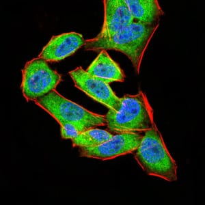 Figure 5:Immunofluorescence analysis of Hela cells using ANXA5 mouse mAb (green). Blue: DRAQ5 fluorescent DNA dye. Red: Actin filaments have been labeled with Alexa Fluor- 555 phalloidin. Secondary antibody from Fisher (Cat#: 35503)