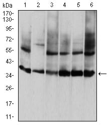 Figure 4:Western blot analysis using ANXA5 mouse mAb against HepG2 (1), PNAC-1 (2), NIH/3T3 (3), Hela (4), MCF-7 (5), and A431 (6) cell lysate.