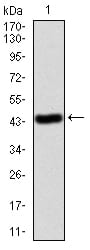 Figure 2:Western blot analysis using ANXA5 mAb against human ANXA5 (AA: 160-320) recombinant protein. (Expected MW is 44.1 kDa)