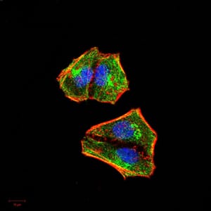 Figure 4:Immunofluorescence analysis of Hela cells using NFKBIA mouse mAb (green). Blue: DRAQ5 fluorescent DNA dye. Red: Actin filaments have been labeled with Alexa Fluor- 555 phalloidin. Secondary antibody from Fisher (Cat#: 35503)