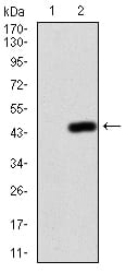 Figure 3:Western blot analysis using NFKBIA mAb against HEK293 (1) and NFKBIA (AA: 150-291)-hIgGFc transfected HEK293 (2) cell lysate.
