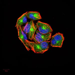 Figure 5:Immunofluorescence analysis of Hela cells using NFKBIA mouse mAb (green). Blue: DRAQ5 fluorescent DNA dye. Red: Actin filaments have been labeled with Alexa Fluor- 555 phalloidin. Secondary antibody from Fisher (Cat#: 35503)