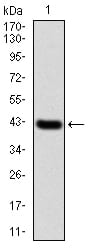 Figure 2:Western blot analysis using NFKBIA mAb against human NFKBIA (AA: 150-291) recombinant protein. (Expected MW is 42.4 kDa)