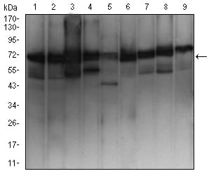 Figure 4:Western blot analysis using EZR mouse mAb against MCF-7 (1), Hela (2), A431 (3), Hek293 (4), SK-N-SH (5), Jurkat (6), HepG2 (7), NIH/3T3 (8), and Cos7 (9) cell lysate.