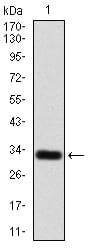 Figure 2:Western blot analysis using P2RY13 mAb against human P2RY13 (AA: 1–49) recombinant protein. (Expected MW is 31.6 kDa)