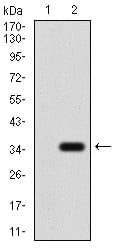 Figure 3:Western blot analysis using P2RY13 mAb against HEK293 (1) and P2RY13 (AA: 1–49)-hIgGFc transfected HEK293 (2) cell lysate.