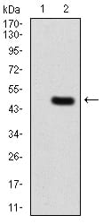 Figure 3:Western blot analysis using PLCG2 mAb against HEK293 (1) and PLCG2 (AA: 826-985)-hIgGFc transfected HEK293 (2) cell lysate.