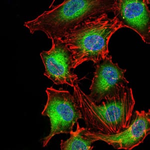 Figure 5:Immunofluorescence analysis of A549 cells using PDPK1 mouse mAb (green). Blue: DRAQ5 fluorescent DNA dye. Red: Actin filaments have been labeled with Alexa Fluor- 555 phalloidin. Secondary antibody from Fisher (Cat#: 35503)