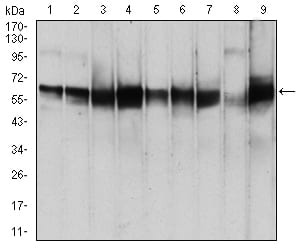 Figure 4:Western blot analysis using PDPK1 mouse mAb against MCF-7 (1), Hela (2), K562 (3), U937 (4), A549 (5), NIH/3T3 (6), Jurkat (7), PC-12 (8), and Cos7 (9) cell lysate.