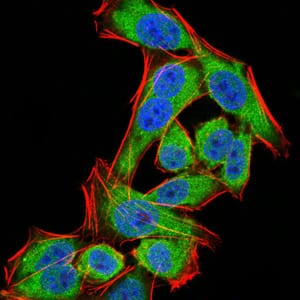 Figure 6:Immunofluorescence analysis of Hela cells using PDPK1 mouse mAb (green). Blue: DRAQ5 fluorescent DNA dye. Red: Actin filaments have been labeled with Alexa Fluor- 555 phalloidin. Secondary antibody from Fisher (Cat#: 35503)