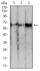 Figure 4:Western blot analysis using PDPK1 mouse mAb against MCF-7 (1), Hela (2), and U937 (3) cell lysate.