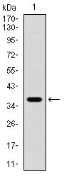 Figure 2:Western blot analysis using PDPK1 mAb against human PDPK1 (AA: 457-556) recombinant protein. (Expected MW is 37.9 kDa)