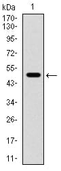 Figure 2:Western blot analysis using CD168 mAb against human CD168 (AA: 306-497) recombinant protein. (Expected MW is 48.3 kDa)