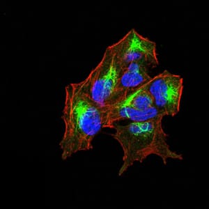 Figure 4:Immunofluorescence analysis of Hela cells using ERBB4 mouse mAb (green). Blue: DRAQ5 fluorescent DNA dye. Red: Actin filaments have been labeled with Alexa Fluor- 555 phalloidin. Secondary antibody from Fisher (Cat#: 35503)