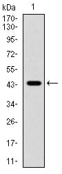 Figure 2:Western blot analysis using ERBB4 mAb against human ERBB4 (AA: 1159-1308) recombinant protein. (Expected MW is 43.3 kDa)