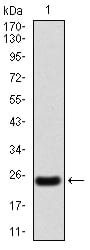 Figure 2:Western blot analysis using NOX4 mAb against human NOX4 (AA: 210-310) recombinant protein. (Expected MW is 25.3 kDa)