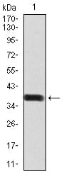 Figure 2:Western blot analysis using BMP2 mAb against human BMP2 (AA: 283-396) recombinant protein. (Expected MW is 38.7 kDa)