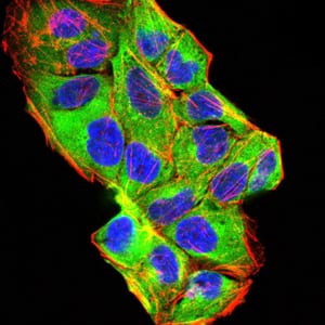 Figure 4:Immunofluorescence analysis of Hela cells using BMP2 mouse mAb (green). Blue: DRAQ5 fluorescent DNA dye. Red: Actin filaments have been labeled with Alexa Fluor- 555 phalloidin. Secondary antibody from Fisher (Cat#: 35503)