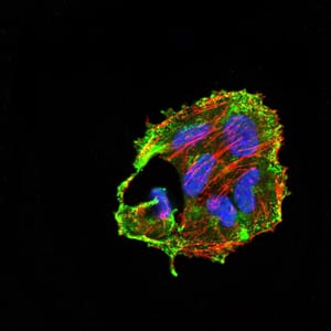 Figure 5:Immunofluorescence analysis of Hela cells using CIDEC mouse mAb (green). Blue: DRAQ5 fluorescent DNA dye. Red: Actin filaments have been labeled with Alexa Fluor- 555 phalloidin. Secondary antibody from Fisher (Cat#: 35503)