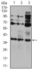 Figure 4:Western blot analysis using CIDEC mouse mAb against HEK293 (1), A431 (2), and HCT116 (3) cell lysate.