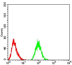 Figure 5:Flow cytometric analysis of Jurkat cells using THAP1 mouse mAb (green) and negative control (red).