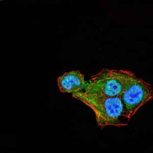 Figure 4:Immunofluorescence analysis of Hela cells using THAP1 mouse mAb (green). Blue: DRAQ5 fluorescent DNA dye. Red: Actin filaments have been labeled with Alexa Fluor- 555 phalloidin. Secondary antibody from Fisher (Cat#: 35503)