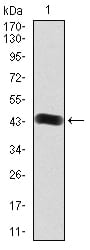 Figure 2:Western blot analysis using FGFR3 mAb against human FGFR3 (AA: 529-694) recombinant protein. (Expected MW is 44.1 kDa)