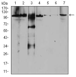 Figure 4:Western blot analysis using RAB11FIP1 mouse mAb against Raji (1), SW620 (2), A431 (3), SW480 (4), HepG2 (5), Hela (6), and NIH3T3 (7) cell lysate.