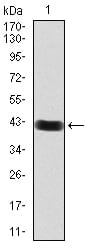 Figure 2:Western blot analysis using RAB11FIP1 mAb against human RAB11FIP1 (AA: 130-271) recombinant protein. (Expected MW is 41.7 kDa)