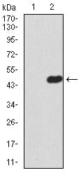 Figure 3:Western blot analysis using ERCC1 mAb against HEK293 (1) and ERCC1 (AA: 151-297)-hIgGFc transfected HEK293 (2) cell lysate.