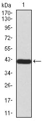 Figure 2:Western blot analysis using TARDBP mAb against human TARDBP (AA: 126-260) recombinant protein. (Expected MW is 41.5 kDa)