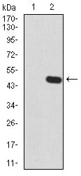 Figure 3:Western blot analysis using GLI1 mAb against HEK293 (1) and GLI1 (AA: 284-449)-hIgGFc transfected HEK293 (2) cell lysate.