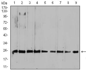 Figure 4:Western blot analysis using RALA mouse mAb against HepG2 (1), MCF-7 (2), A549 (3), K562 (4), Raji (5), MOLT4 (6), Hela (7), COS7 (8), and NIH3T3 (9) cell lysate.