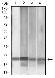 Figure 4:Western blot analysis using MGMT mouse mAb against MCF-7 (1), Jurkat (2), HepG2 (3), and PC-3 (4) cell lysate.