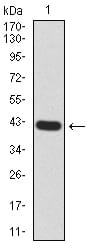 Figure 2:Western blot analysis using RND3 mAb against human RND3 (AA: 104-241) recombinant protein. (Expected MW is 41.3 kDa)