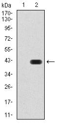 Figure 3:Western blot analysis using GAD2 mAb against HEK293 (1) and GAD2 (AA: 1-100)-hIgGFc transfected HEK293 (2) cell lysate.