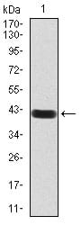 Figure 2:Western blot analysis using Rab13 mAb against human Rab13 (AA: 66-200) recombinant protein. (Expected MW is 41.1 kDa)