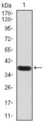Figure 2:Western blot analysis using PAX6 mAb against human PAX6 (AA: 1-122) recombinant protein. (Expected MW is 39.2 kDa)