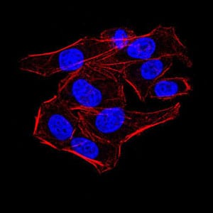 Figure 4:Immunofluorescence analysis of HeLa cells using AOF1 mouse mAb. Blue: DRAQ5 fluorescent DNA dye. Red: Actin filaments have been labeled with Alexa Fluor- 555 phalloidin.