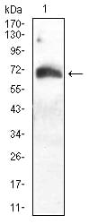 Figure 4:Western blot analysis using ATG16L1 mouse mAb against Hela (1) cell lysate.