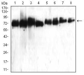 Figure 4:Western blot analysis using ATG16L1 mouse mAb against Hela (1), Raji (2), PANC-1 (3), Jurkat (4), PC-12 (5), HepG2 (6), Hek293 (7), and NIH3T3 (8) cell lysate.