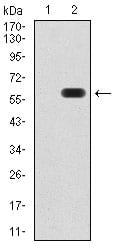 Figure 3:Western blot analysis using ATG16L1 mAb against HEK293 (1) and ATG16L1 (AA: 11-257)-hIgGFc transfected HEK293 (2) cell lysate.